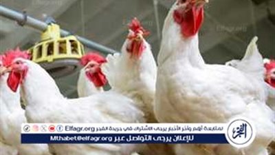استقرار وتراجع طفيف في أسعار الفراخ: الأبيض بـ 64 جنيهًا في المزرعة و77 جنيهًا للمستهلك اليوم الثلاثاء 7 اكتوبر 2025فى المنيا 