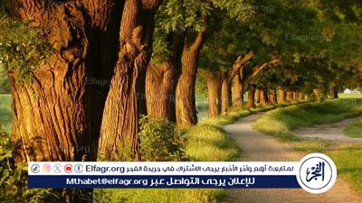 العالم بلا أشجار: الكارثة التي ستغير الحياة على الأرض