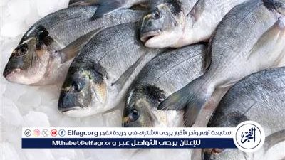 اسعار السمك اليوم الأربعاء 8 اكتوبر 2025 فى محافظة المنيا 