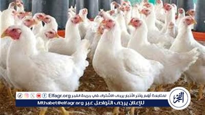 اسعار الفراخ اليوم الخميس 9 اكتوبر 2025 فى بورصة الدواجن وأسواق المنيا 
