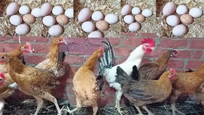  أسعار الفراخ والبيض اليوم الجمعه 10 اكتوبر 202