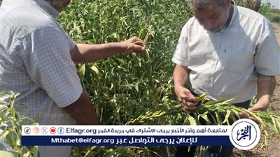 وكيل وزارة الزراعة يتابع زراعات المحاصيل الشتوية بمركز أسيوط