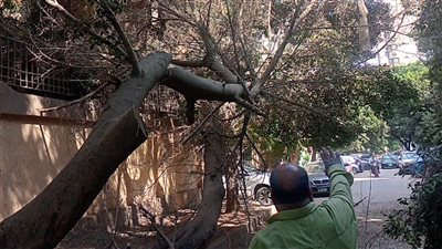 إزالة شجرة ضخمة مائلة بالعجوزة قبل سقوطها حفاظًا على سلامة المواطنين والممتلكات