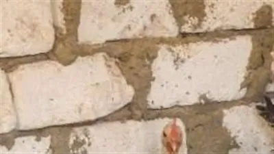  أسعار الفراخ البيضاء اليوم الاحد 12اكتوبر 2025