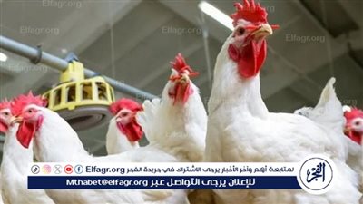 استقرار أسعار الدواجن والبيض في الأسواق المحلية اليوم الإثنين 13 أكتوبر 2025