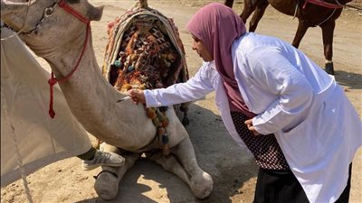 قافلة بيطرية مجانية لعلاج الخيول والجمال بنزلة السمان ضمن فعاليات البرنامج الوطني 