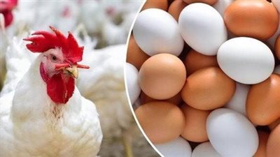  أسعار الفراخ البيضاء والبيض اليوم بأسوان.