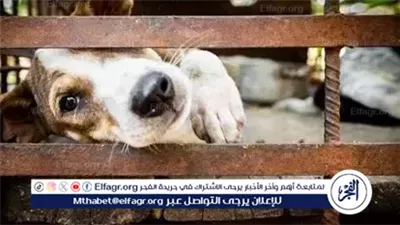 عاجل- جاكرتا تحظر بيع لحوم الكلاب والقطط للبشر 