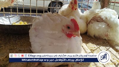 استقرار أسعار الدجاج في مطروح اليوم 