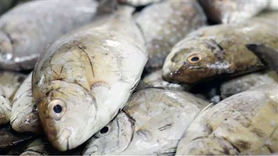 أسعار الأسماك بأسواق أسوان ليوم الأحد 19 أكتوبر 2025