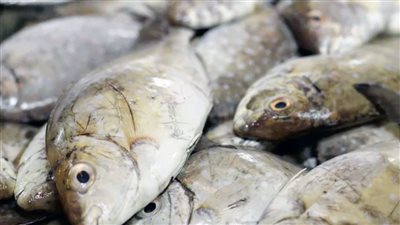 تحركات أسعار الأسماك بأسواق أسوان اليوم الإثنين 20 أكتوبر 2025