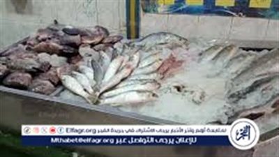 أسعار السمك البلطي والبوري اليوم الجمعة 31-10-2025 في محافظة قنا