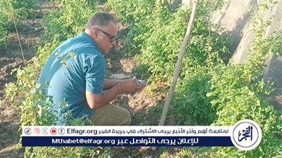 نجاح أول تجربة لزراعة الشاي الأزرق في البحيرة (صور)