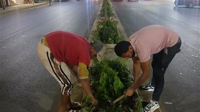 بدء زراعة الجزيرة الوسطى ضمن مشروع توسعة طريق أبو قير بالإسكندرية