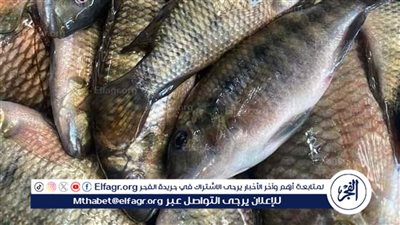 سعر السمك البلطى اليوم الثلاثاء 21اكتوبر 2025فى المنيا تعرف على أسعار السمك اليوم 