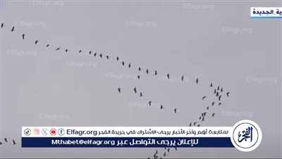  وزارة البيئة تواصل حماية الطيور المهاجرة.. إزالة 18 ألف متر من الشباك المخالفة في المحميات الطبيعية