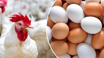 استقرار نسبي في أسعار الدواجن والبيض بأسوان صباح السبت 25 أكتوبر 2025