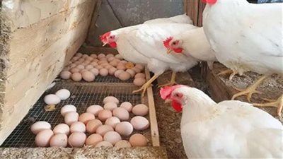 أسعار الفراخ والبيض اليوم السبت 25 أكتوبر 2025 بأسواق الأقصر