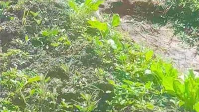 قلق بين الأهالي بعد شائعات ظهور «كوبرا» بالغربية.. والطب البيطري يوضح الحقيقة