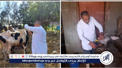 محافظ الدقهلية: تحصين 17348 رأس ماشية في الحملة القومية الثالثة للتحصين ضد مرض الحمى القلاعية والوادي المتصدع 