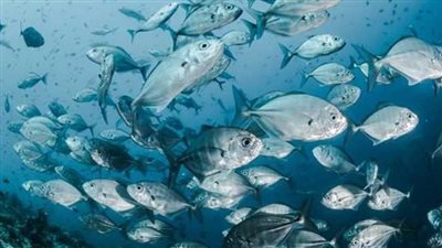 استقرار أسعار الأسماك بأسواق أسوان اليوم الثلاثاء 28 أكتوبر 2025