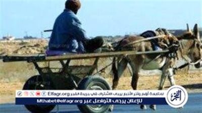 السبب تصام كارو وملاكي..إصابة ثلاثة أشخاص على طريق بمركز ميت غمر في الدقهلية 