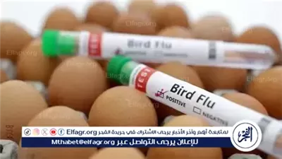 تطوير لقاح تجريبي ضد جميع سلالات أنفلونزا الطيور المعروفة
