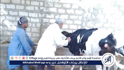 تحصين 15 ألف رأس ماشية ضد الحمى القلاعية في أسيوط 