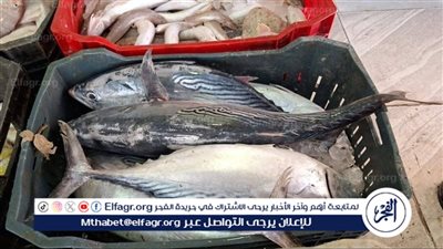 تعرف على أسعار السمك اليوم الأحد 2 نوفمبر 2025 فى المنيا 