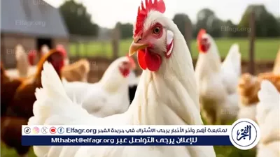 بكام الفراخ البيضا....سعر الفراخ البيضا والبلدى اليوم الثلاثاء 4نوفمبر 2025 فى المنيا 