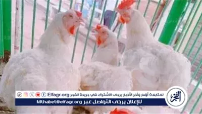 أسعار الفراخ البيضاء اليوم الأربعاء 5نوفمبر 2025في بورصة الدواجن