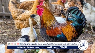 اسعار الفراخ البيضا والبلدى اليوم الخميس 6نوفمبر 2025 فى المنيا 