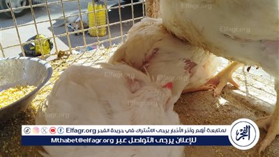 أسعار الدواجن في مطروح اليوم الجمعة 7 نوفمبر 