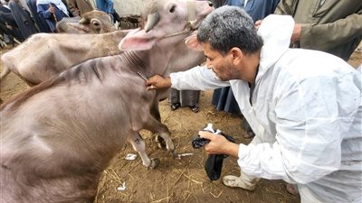 القليوبية تواصل تحصين الأبقار والجاموس والأغنام ضد الحمى القلاعية وحمى الوادي المتصدع