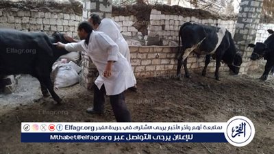 تحصين أكثر من 68 ألف رأس ماشية ضمن الحملة القومية ضد الحمى القلاعية بالمنيا