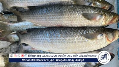 تعرف على أسعار السمك البلطى والبورى اليوم الأحد 9نوفمبر 2025 فى المنيا 