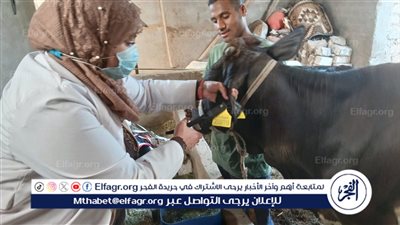 تحصين 36 ألف رأس ماشية خلال الأسبوع الثاني من الحملة القومية الثالثة للتحصين في أسيوط 