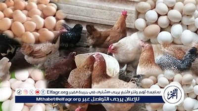 أسعار الفراخ والبيض اليوم الخميس 13 نوفمبر 2025 بأسواق الأقصر