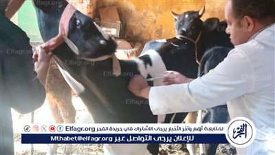 محافظ أسيوط: تحصين 67،277 رأس ماشية وتنفيذ 102 ندوة و843 زيارة