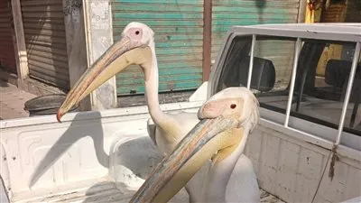 البيئة تشن حملة موسعة لحصر وجمع طيور البجع بطريق السخنة