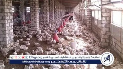 زراعة بني سويف تراجع صلاحية 6 مزارع لتربية الماشية والدواجن 