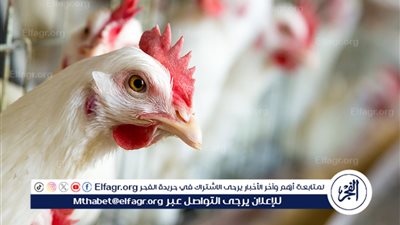 تراجع ملحوظ في أسعار الدواجن في الأسواق المصرية اليوم