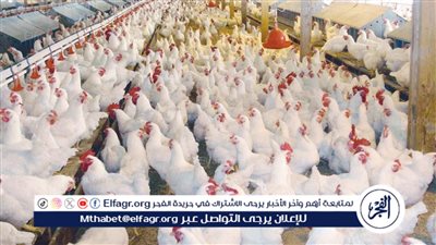 أسعار الفراخ والبيض اليوم الثلاثاء 18-11-2025 في الأقصر