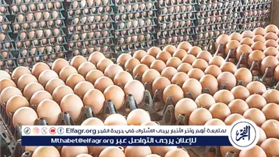 سعر كرتونة البيض في بورصة الدواجن والسوق اليوم الثلاثاء 18نوفمبر 2025 فى المنيا 