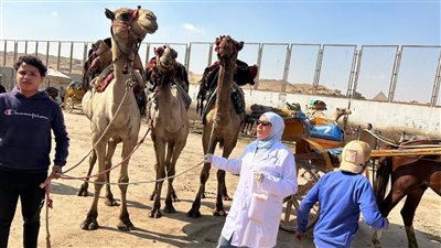 محافظة الجيزة تطلق قوافل بيطرية مجانية لرعاية الخيول والجمال بالمنطقة الأثرية بالأهرامات