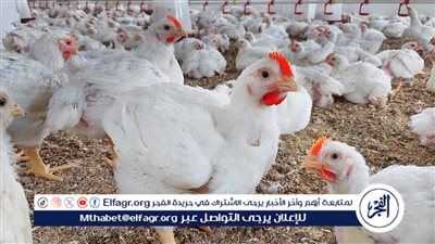 أسعار الدواجن في الأسواق المصرية.. اليوم الخميس 20 نوفمبر 2025