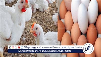 أسعار الفراخ البيضاء اليوم الخميس 20-11-2025 في الأقصر