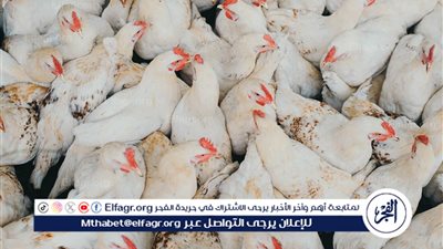 أسعار الدواجن والبيض في مصر اليوم الجمعة