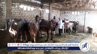 محافظ الدقهلية: تحصين 230 ألف رأس ماشية في الحملة القومية للتحصين ضد الحمى القلاعية