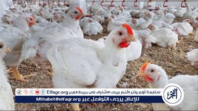 بورصة الدواجن..تعرف على أسعار الدواجن اليوم الأحد الموافق 23-11-2025 فى سوهاج